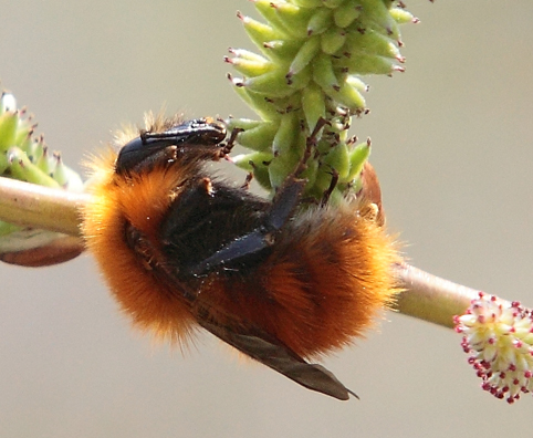 Bombus pascuorum?